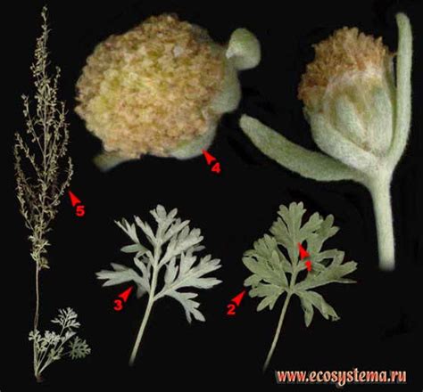 Полынь обыкновенная, или Чернобыльник — Artemisia vulgaris L ...