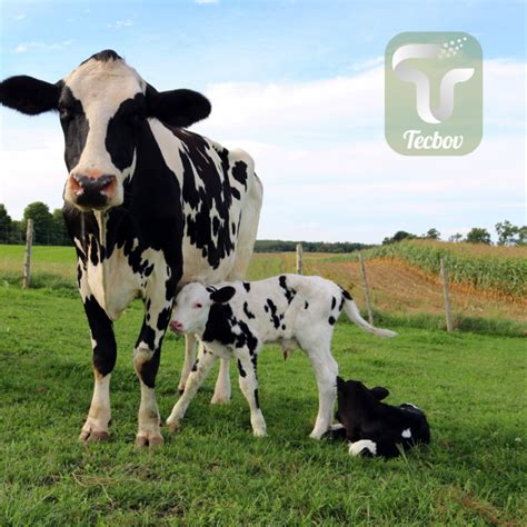 Qual o tempo ideal para inseminação de vaca Tecbov