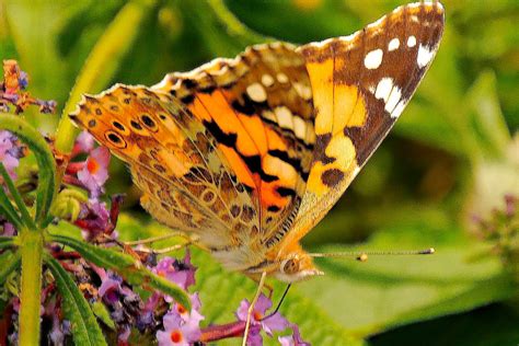 Painted Lady Martin Gresty Flickr