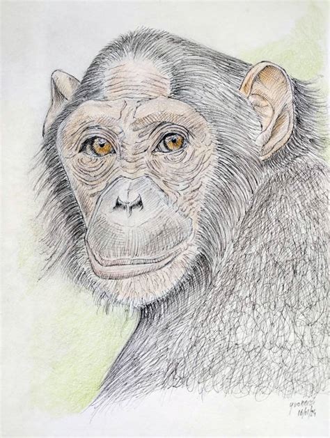 Chimpanzee By Yvonnick On Deviantart