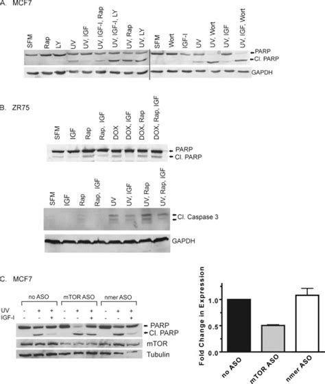 Stress And IGF I Differentially Control Cell Fate Through Mammalian