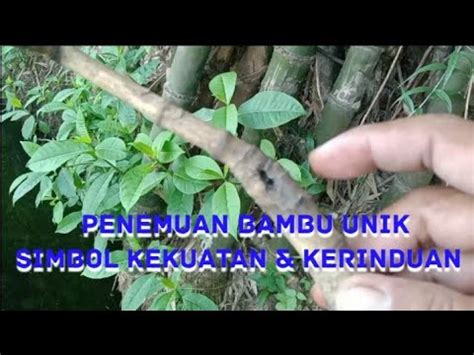 PENEMUAN BAMBU UNIK SIMBOL KEKUATAN DAN KERINDUAN Pasopati 21 Chanel