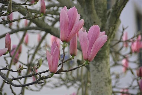 Magnolien Blumen Flora Kostenloses Foto Auf Pixabay Pixabay