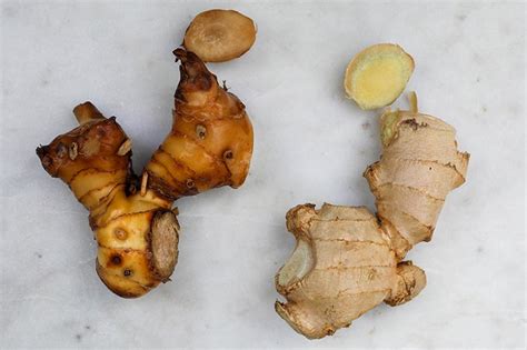 How To Plant And Grow Galangal Make House Cool