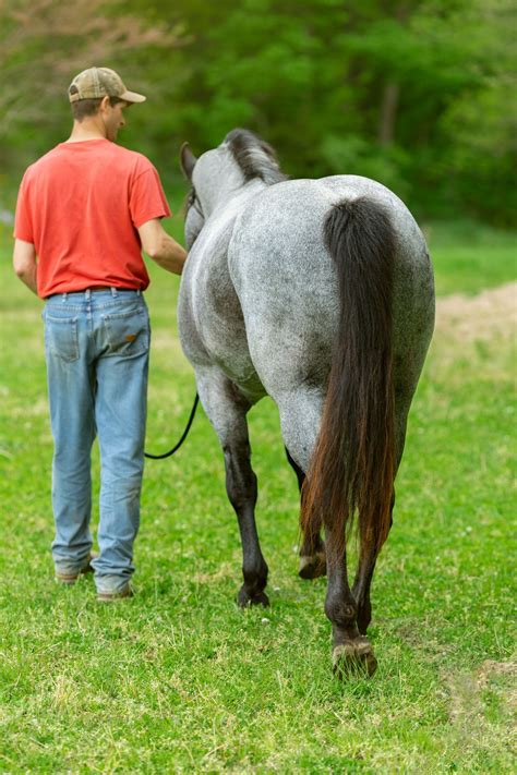 Blue Roan Stallion "Blue" | Owner Shane Steffen | Effingham, Illinois ...