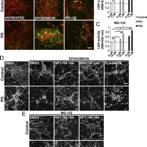 Directed Neuronal Differentiation Of Ipscs A Immunostaining Of