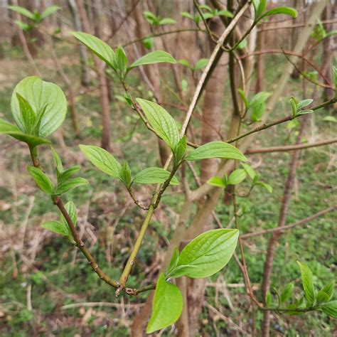 Foto Rode Kornoelje Cornus Sanguinea Waarnemingen Be