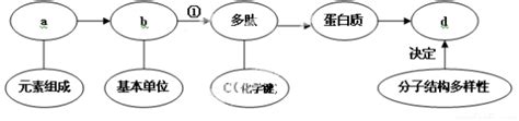 人类的红绿色盲在人群中的发病特点是a．男性患者多于女性患者 B．女性患者多于男性患者c．只有男性患者 D．只有女性患者 题目和参考答案——青夏