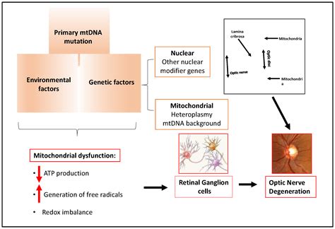 Biology Free Full Text Mitochondrial Dysfunction In The Aging Retina