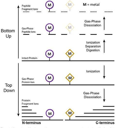 Figure 11 From Development Of Mass Spectrometric Methods To Understand