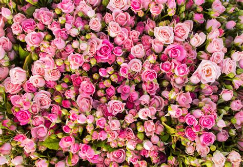 Floral 4K Wallpapers - Top Free Floral 4K Backgrounds - WallpaperAccess