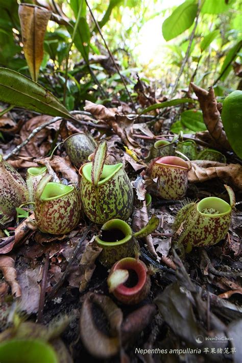 Nepenthes Ampullaria Is Not Rare But Unique In Its Own Way Its