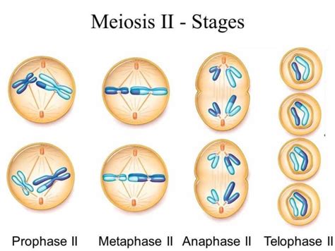 Tahap Pembelahan Meiosis Beserta Gambarnya Meteor