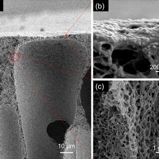 Morphological characterizations of the raw-PVDF membrane and Ag/PVDF... | Download Scientific ...