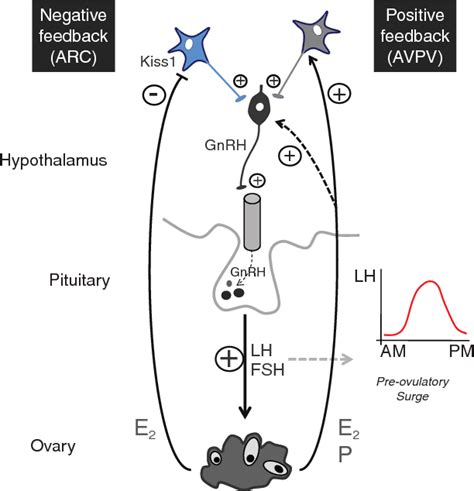 Figure From Physiological Roles Of The Kisspeptin Gpr System In The