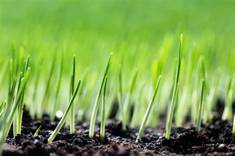 When To Fertilize New Grass Seed Storables