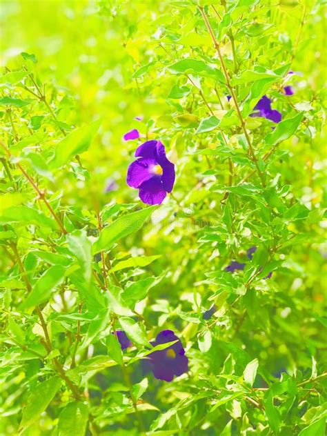 Natural Purple Flower And Very Colourful Flower Also No Effectrandom