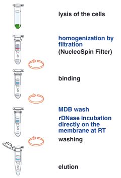 Mini Spin Kit For Isolation And Purification Of Total Rna From Plants