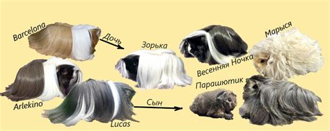 «Rodenta Cavy farm” Перуанская и Лункария | Специалист по разведению ...