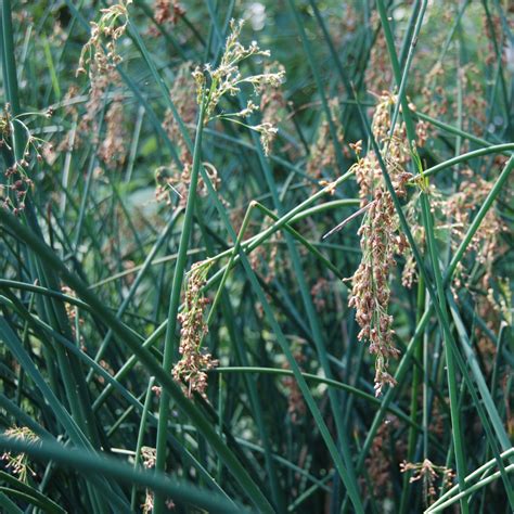 Minnesota Native Softstem Bulrush Plants | Natural Shore