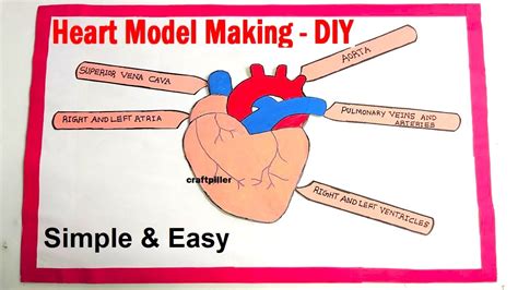 Human Heart Model Making Science Project Using Cardboard Craftpiller