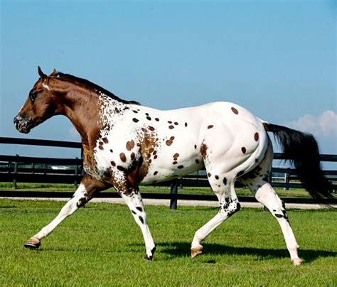 123 best Appaloosas And Appaloosa Colored Horses images on Pinterest