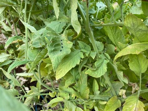 How To Control The Tomato Hornworm Naturally Food Storage Moms