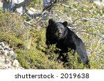 Grizzly Bears in Glacier National Park, Montana image - Free stock ...