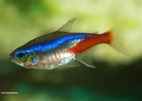 Ikan Neon Tetra: Karakteristik dan Panduan Perawatan - IkanPedia