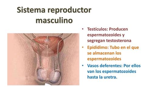 Diapositivas Sexualidad En Ni Os Adolescentespptx Ppt