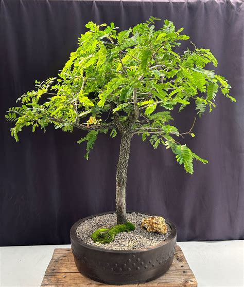 Flowering Tamarind Bonsai Tree Tamarindus Indica