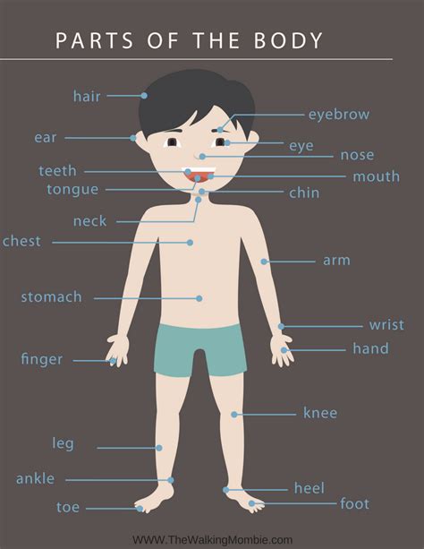 Anatomy Of The Human Body Free Printables For Kids