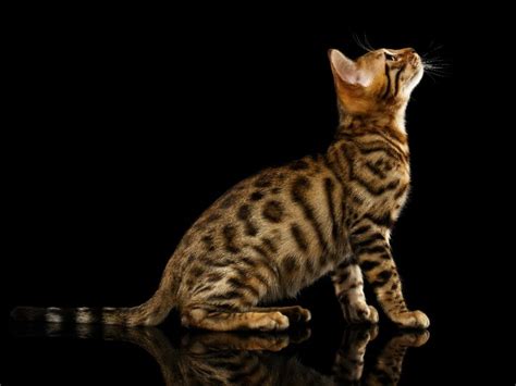 How Much Does Bengal Cat Cost: Cost of Owning a Bengal Cat - MyMoggy