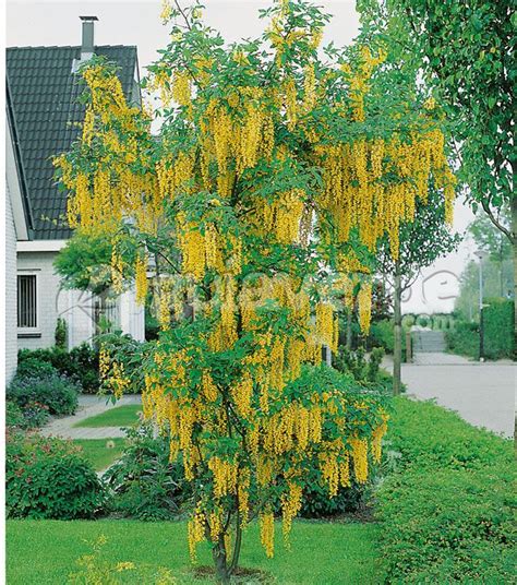 Autumn Gold Ginkgo Tree Artofit