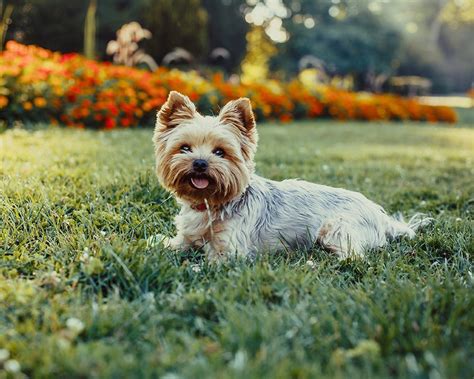 Yorkshire Terrier Raças de Cães Pequenos Cão Nosso Pet Sitting