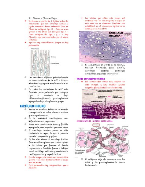 Solution Tejido Cartilaginoso Y Seo Studypool