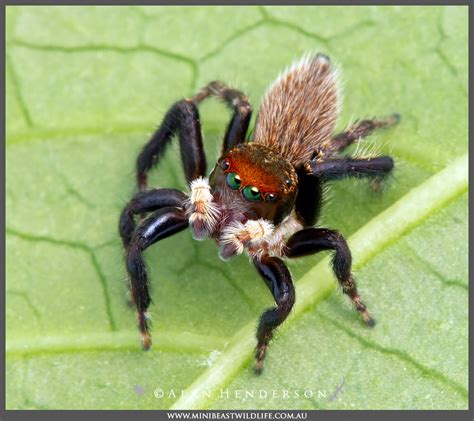 Are you sharing your house with these common Jumping spiders ...