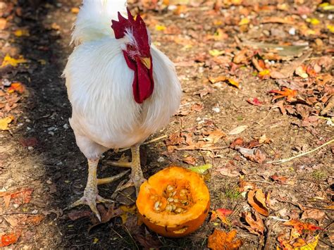 Can Chickens Eat Pumpkin Seeds For Worms Backyard Poultry