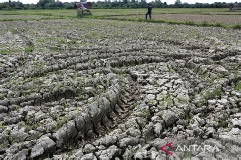 6 443 Hektare Sawah Di Aceh Rawan Kekeringan Pada Musim Tanam Gadu Ini