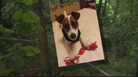 Dog killed by coyote in Fairfax County | FOX 5 DC