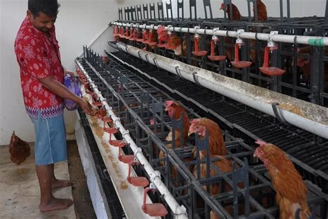 Cara Memelihara Ayam Di Rumah Bandung News