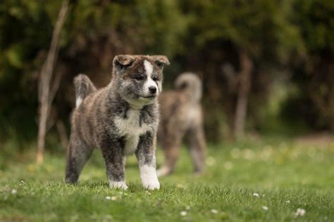 Akita Red Brindle ZKwP FCI śliczne wierne Bełk Akita Inu Japońska