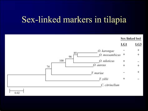 Ppt Bsci 338k Lecture 3 Developmental Genetics Of Sex Determination