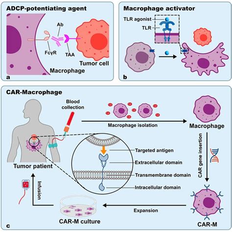 Strategies for strengthening macrophage-mediated phagocytosis based on ...