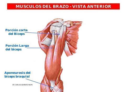 Ejercicios de Bíceps TMF