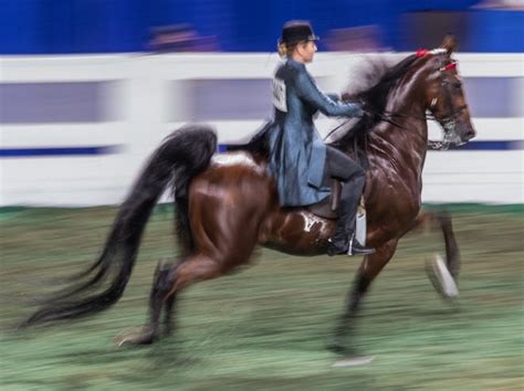 Kentucky State Fair Hosts 2020 World Championship Horse Show