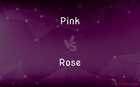 Pink Vs Rose — Whats The Difference