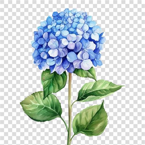 Premium Psd Hydrangea Flowers Isolated On Transparent Background Png