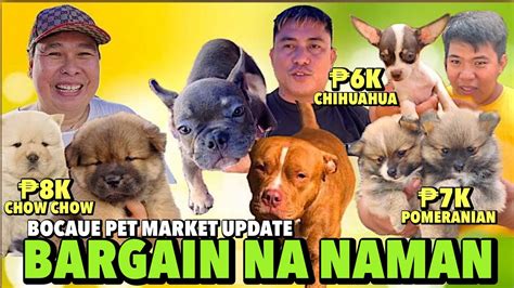 Puntahan Talaga Ang Bocaue Sa Murang Pets Bocaue Pet Market Update