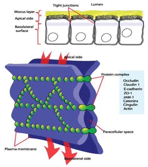 Desmosomes Tight Junctions And Gap Junctions